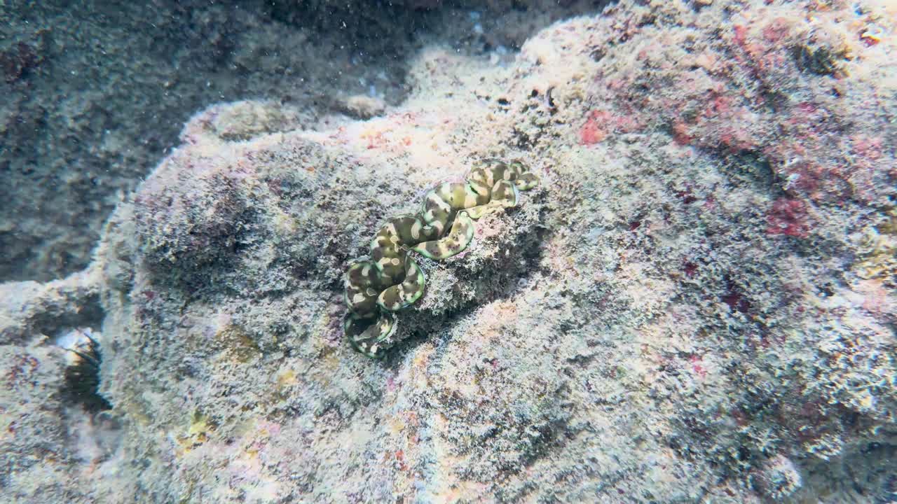 A fluted giant clam contracts on a coral reef, displaying a defense mechanism in clear underwater lighting