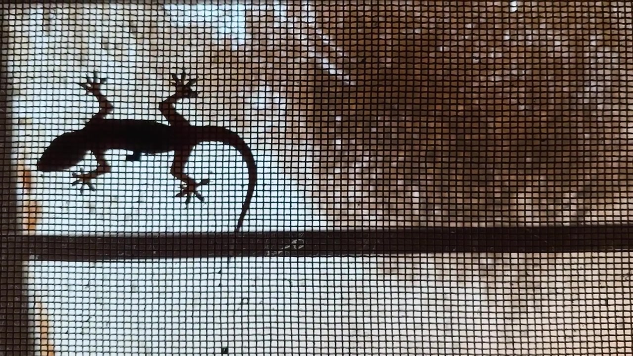 Silhouette Of A Lizard Crawling Across A Window Insect Screen
