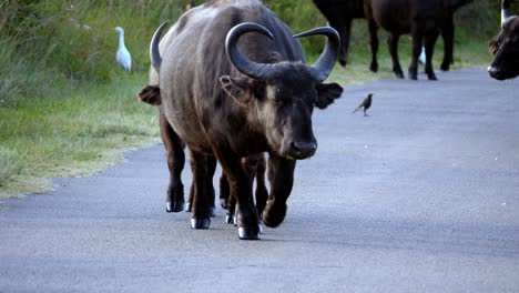 a number of buffaloes walked in the middle of the road to graze