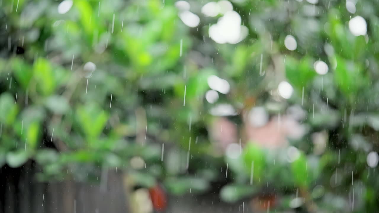 열대 우림의 비오는 날