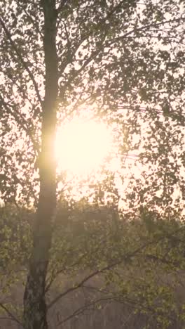 sun shining through trees in the forest