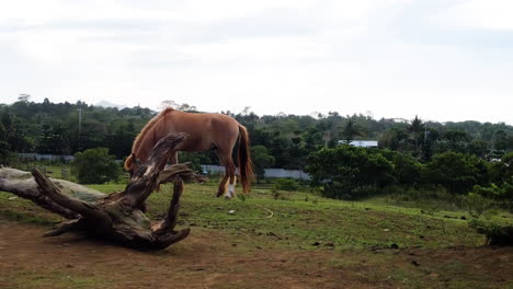 Toma-Cinematográfica-Reveladora-De-Un-Caballo-Marrón-En-Un-Campo-De-Hierba-Con-árboles-Y-Madera,-Drone