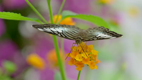 extreme close up of pretty butterfly gathering nectar of colorful tropical flowers in wilderness in slowmo