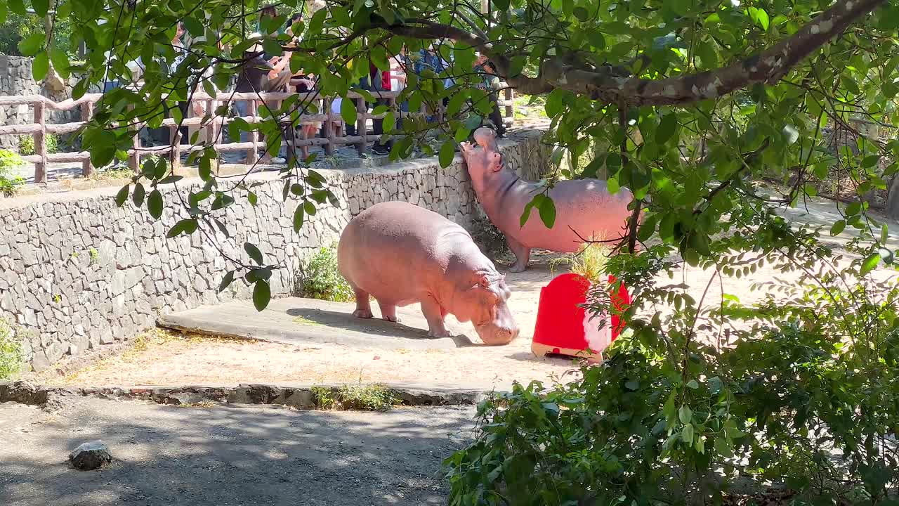 Hippopotamus interacting with environment in Chonburi zoo
