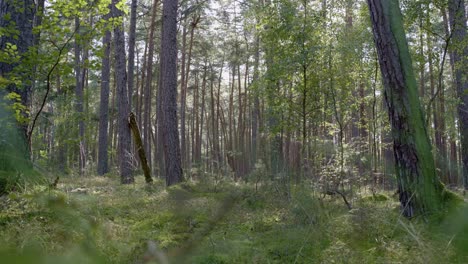 deep green forest wide 28mm lens