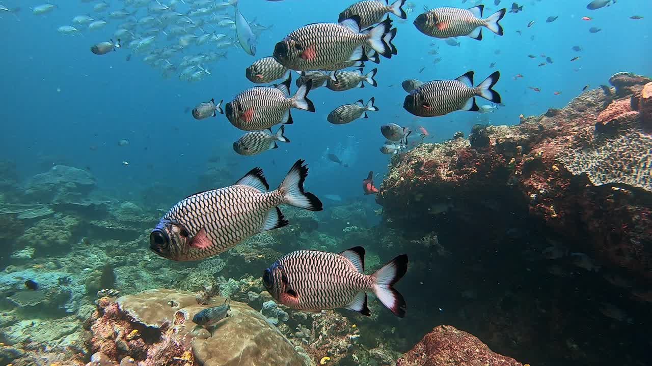 Big eyed squirrel fish with Jackfish and scuba divers in the background, swimming above a coral reef.