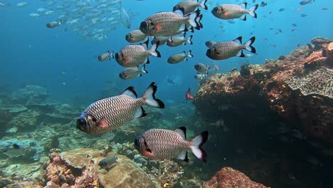 big eyed squirrel fish with jackfish and scuba divers in the background, swimming above a coral reef.