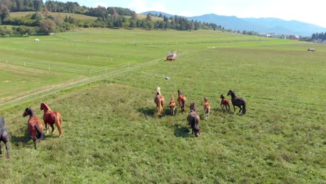 aerial over horses running in field. follow shot