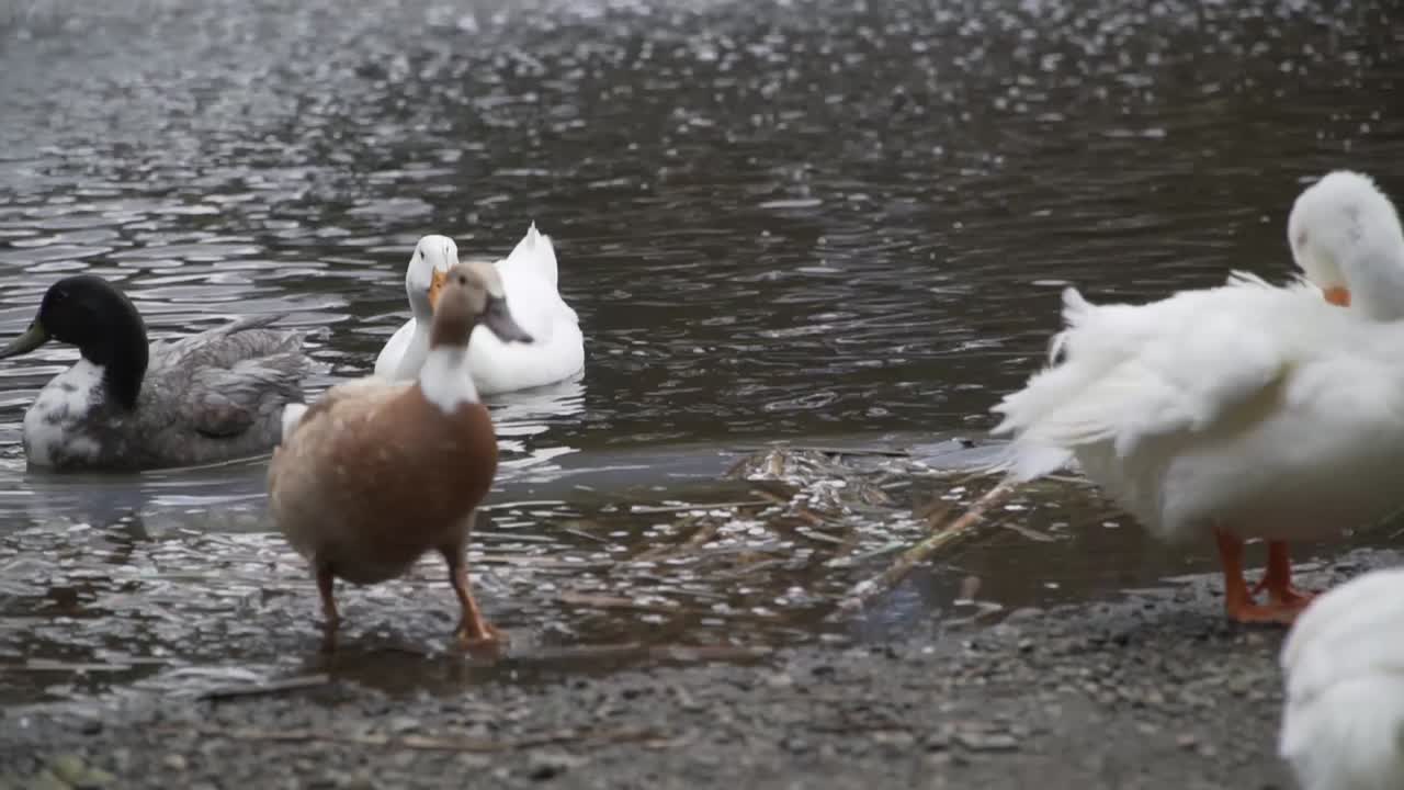 池の近くで羽づくろいをする水鳥