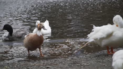 aves acuáticas acicalándose cerca de un estanque