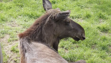 a-close-up-of-a-female-moose's-head-with-no-antlers-against-a-backdrop-of-green-grass,-static-shot