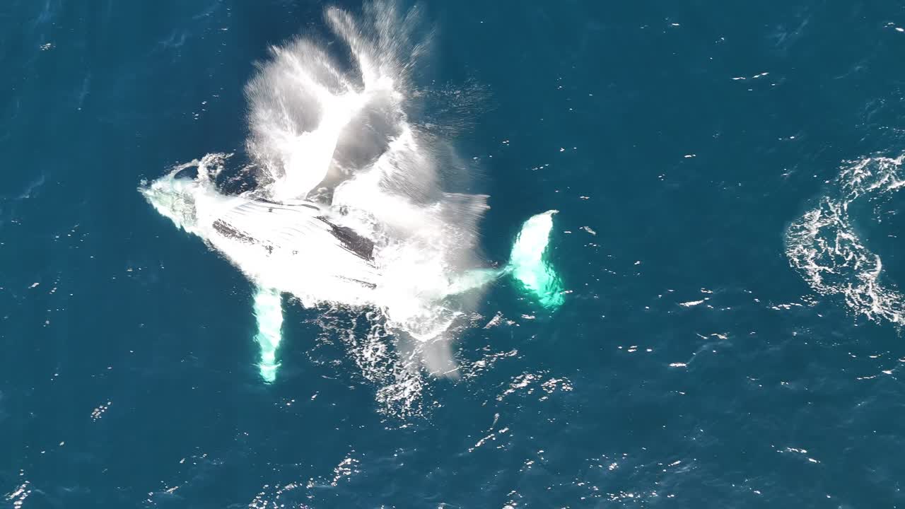 Baleia-jubarte emergindo e liberando um poderoso jato de água enquanto migra pela costa de Sydney, Austrália. Capturada durante a temporada anual de migração de baleias.
