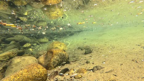 under water shot of snow trout fish at high elevation of 4100 meter