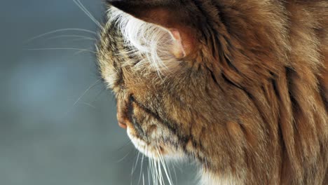 Eine-Schwarze-Und-Weiße-Erwachsene-Katze,-Die-Auf-Einer-Terrasse-Ruht