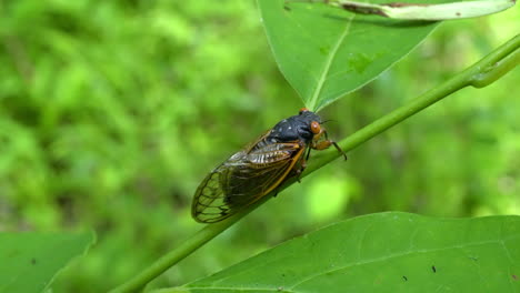 17-year periodical cicada  from 2021 sits on plant