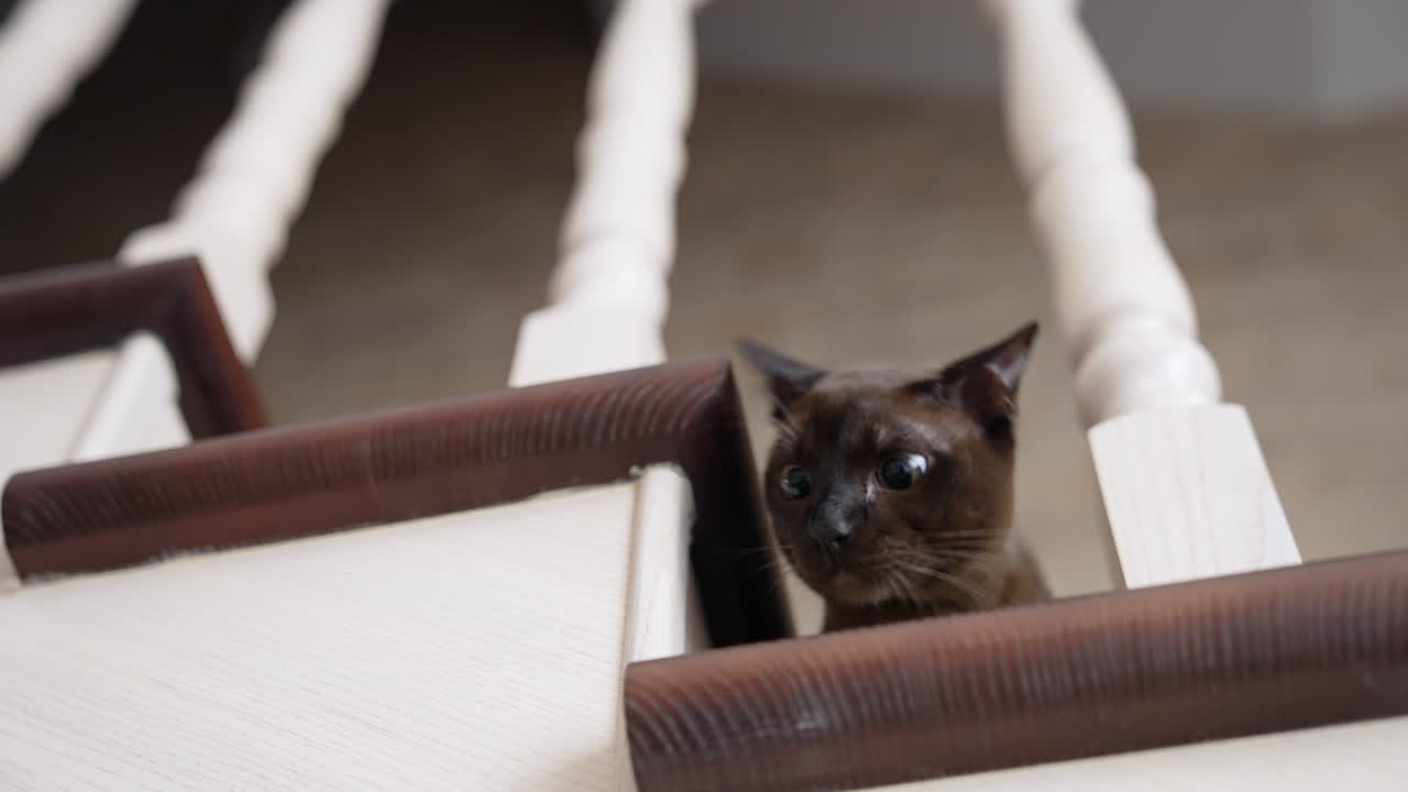 Amazing burmese kitten on stairs. Funny brown cat playing in the house. Head of a purebred kitten looks out from staircase trying to catch toy.