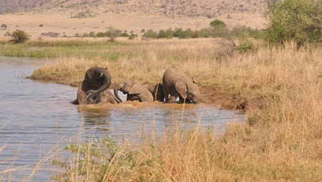 elephants playing in a river