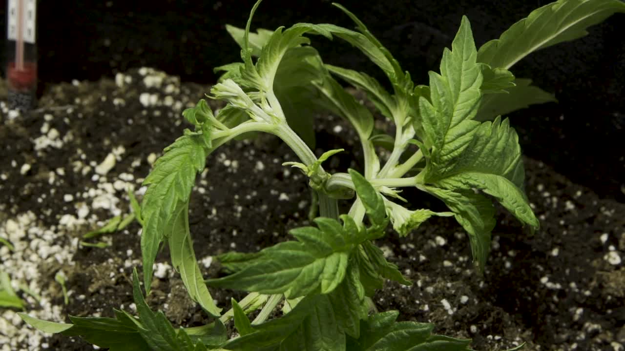 persona fimming cultivo de cannabis en el jardín - técnica de entrenamiento de alto estrés