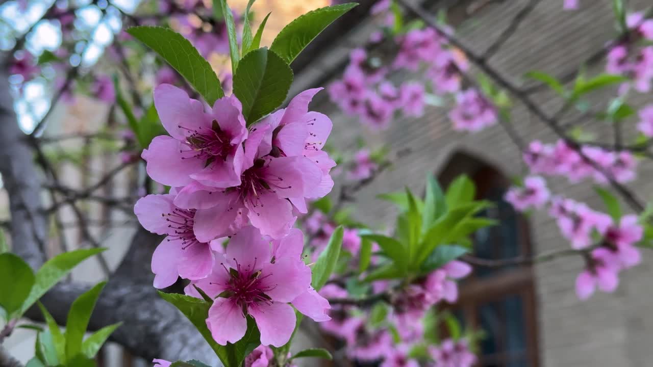 Vivid pink blossoms of cherry sakura blooming in beautiful garden in colorful nature landscape bright foliage floral beauty spring season outdoor park sunshine Tehran Iran travel destination