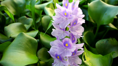 water hyacinth close up of a flower