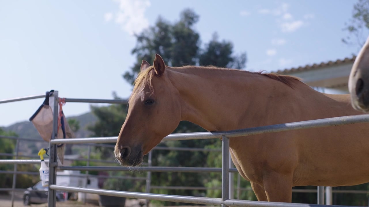 Vista ravvicinata di un cavallo baio in piedi in un recinto di un ranch in una proprietà equestre in una giornata di sole