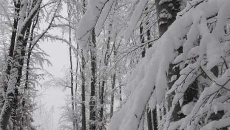 Verschneiter-Wald