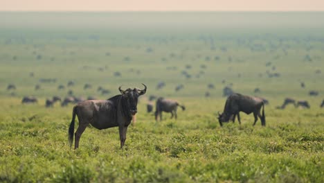 large herds of wildebeest in tanzania in serengeti during the great migration with a large group of hundreds of wildebeest migrating and lots of animals and wildlife in africa on the green plains