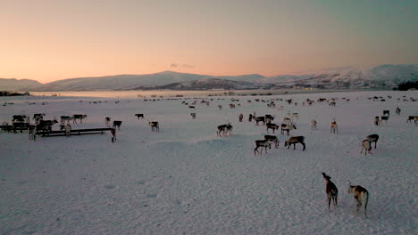 Crowdy-drove-of-relaxed-reindeers-lying-and-walking-on-icy-frozen-snow-at-sunset