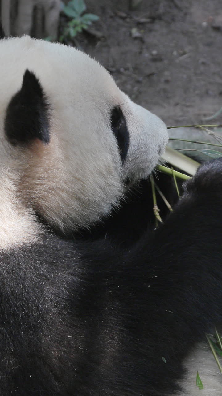 A close up of a panda eating in vertical