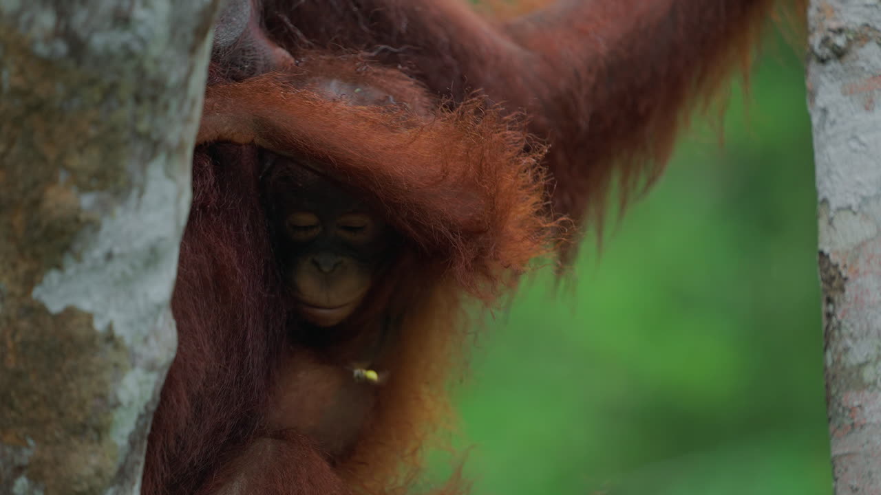 Orangutan Mother and Baby