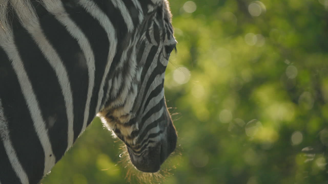 Close-up of a Zebra in a Green Field