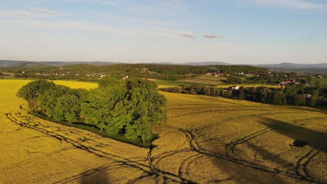 Spring-rapeseed-field-in-Southern-Poland,-aerial-pedestal-view