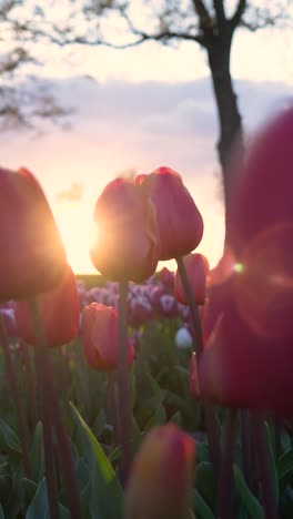 tulpen beim sonnenuntergang