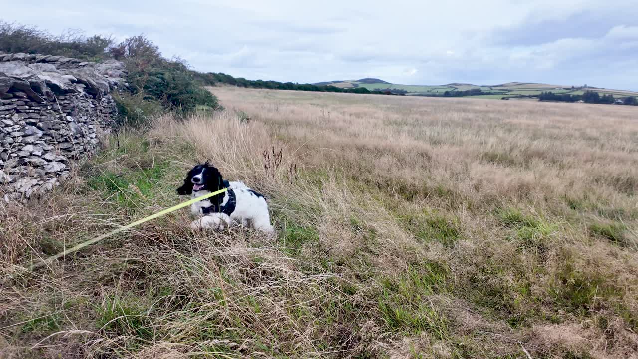Dog on a lead in a rural field beside a stone wall, enjoying a countryside walk