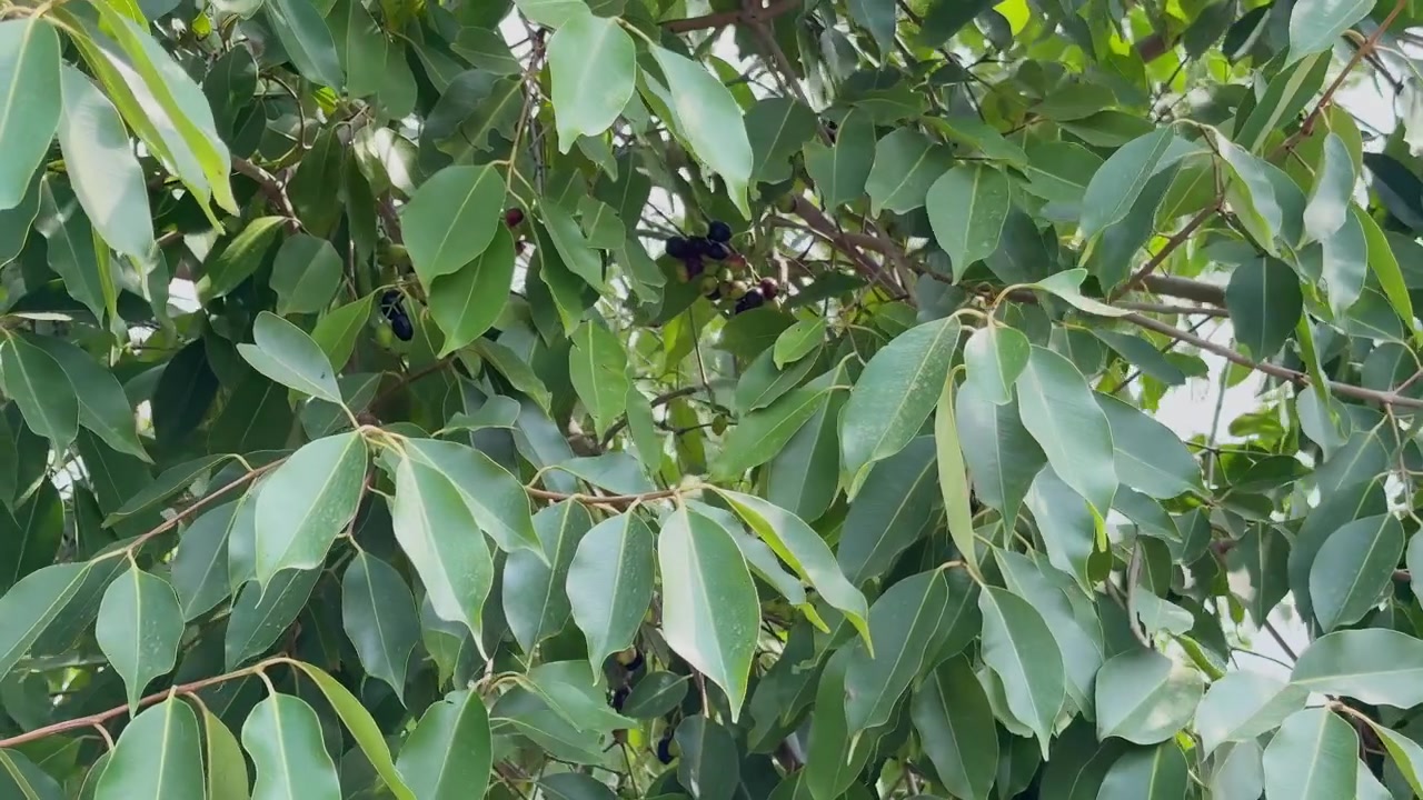 Vista de cerca del denso follaje de un árbol de Jamun con hojas verdes brillantes y racimos de frutos maduros de color púrpura oscuro colgando entre las ramas en un exuberante dosel tropical.