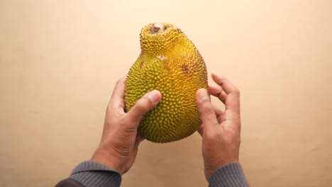 closeup of hands holding a ripe jackfruit