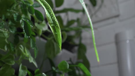 plant mom uses pump sprayer to mist water droplets over vibrant green foliage in close up shot, highlighting glossy leaf texture and hydration in intimate indoor gardening care ritual