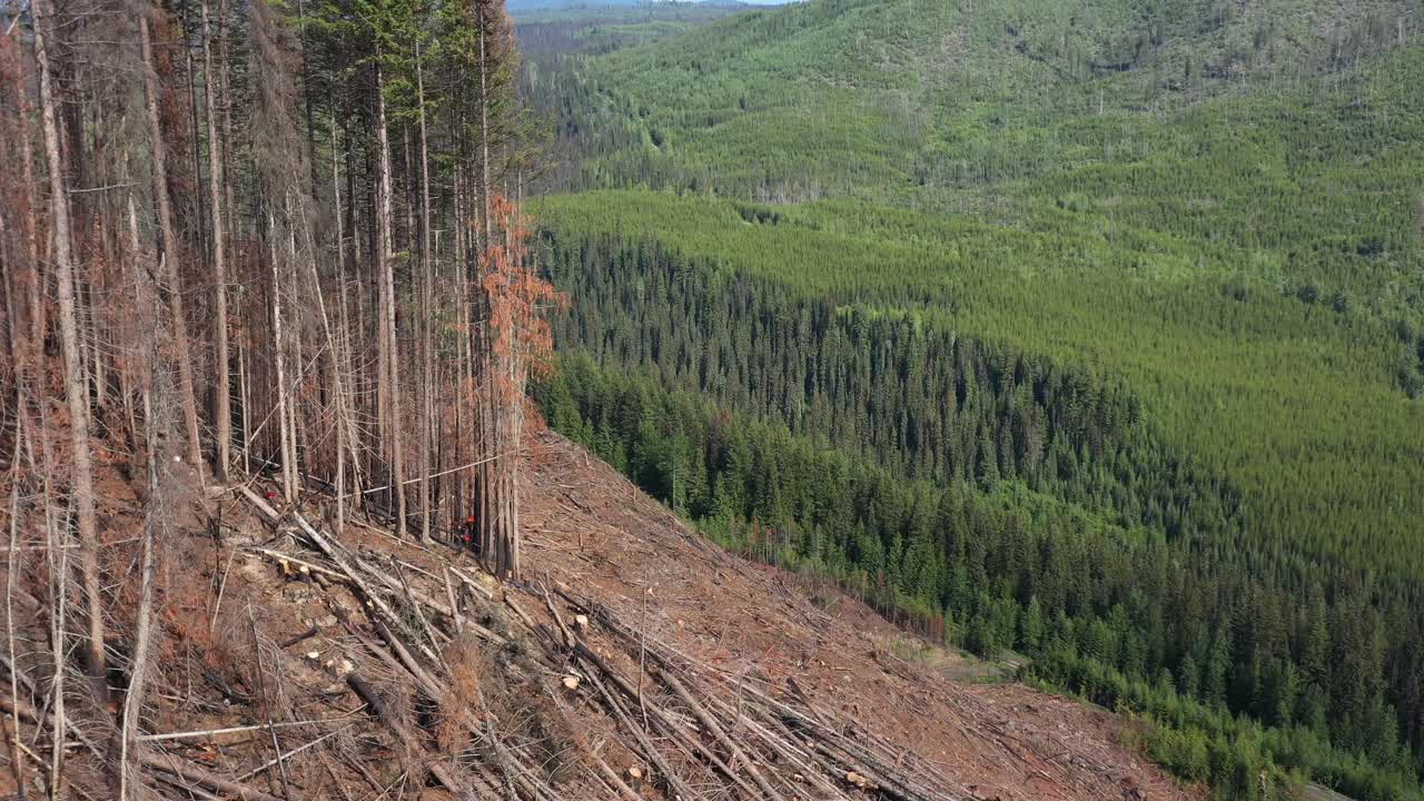British Columbia Forestry: Lumberman Felling Spruce - Drone View