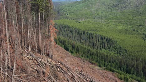 bosques de columbia británica: leñador cortando abeto - vista desde un avión no tripulado