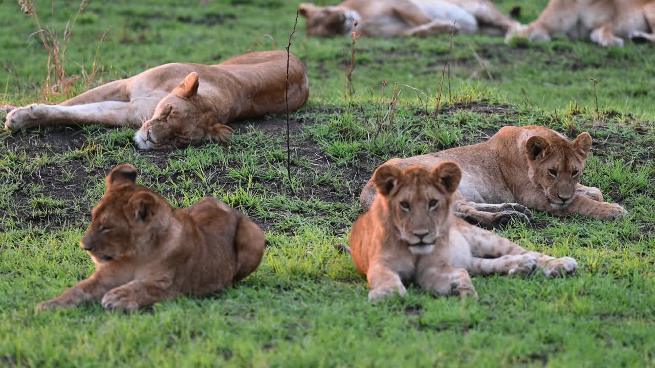 jonge leeuwenkinderen zitten en ontspannen in het maasai mara national reserve in kenia