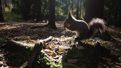 Disparo-Lento-Oscuro-De-Ardilla-Comiendo-En-El-Suelo-En-El-Bosque,-Vista-Cercana