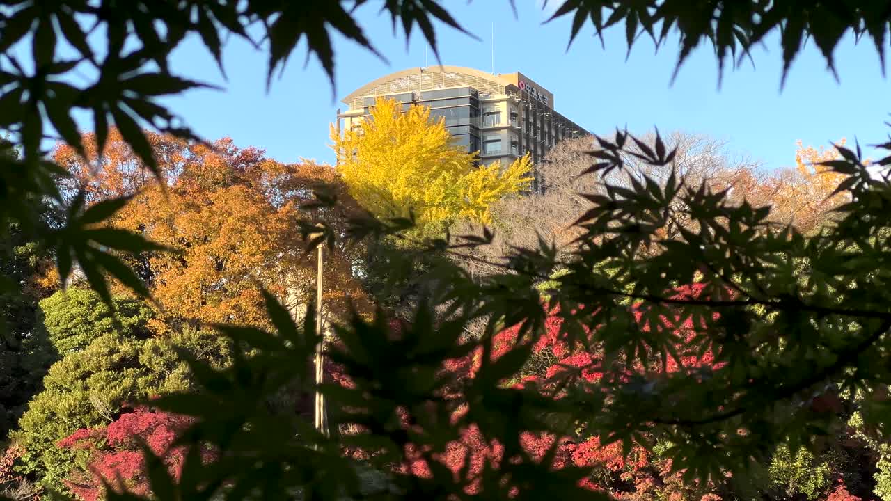 가을 색은 메이플 잎에 의해 실루과 멀리 건물