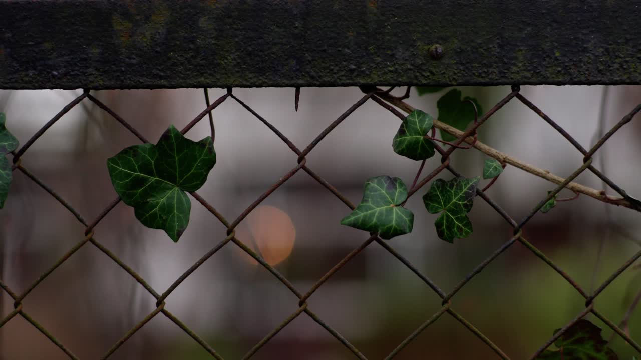 заброшенный дом с беспорядочным садом, травой и мхом, растущим в 4к.