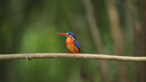 beautiful cute blue-eared kingfisher bird perched on a branch in the bright light of day