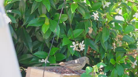 Finch-feeding-on-bird-table-takes-of-in-slow-motion-with-green-bushes-in-background