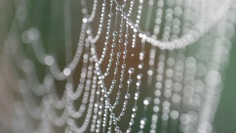 close-up of dew drops on a spider web.