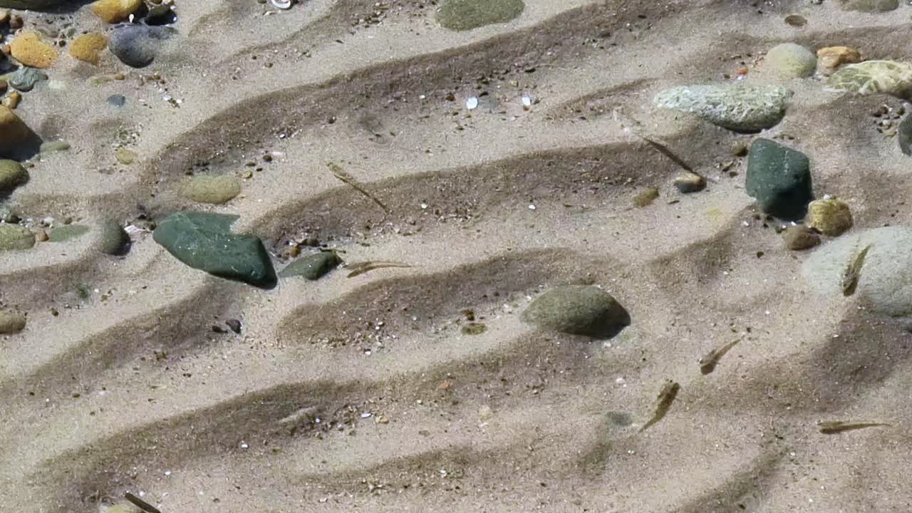 School of tiny little black Goby fish swimming in shallow beach pool between sandy ridges