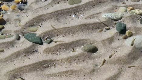 School-of-tiny-little-black-Goby-fish-swimming-in-shallow-beach-pool-between-sandy-ridges