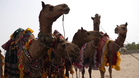 Grupo-De-Camellos-Vestidos-De-Traje-Decorativo-En-La-Feria-De-Camellos-En-Pakistán