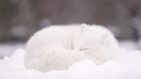 arctic fox sleeps in the winter with slow falling snow